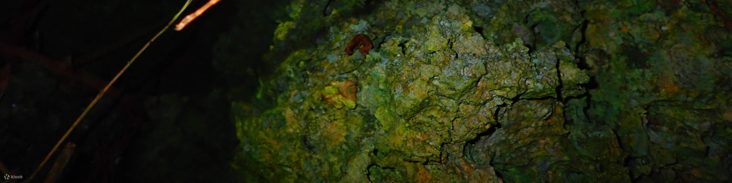 [Miyako Island/Night] Stargazing & Jungle Night Tour